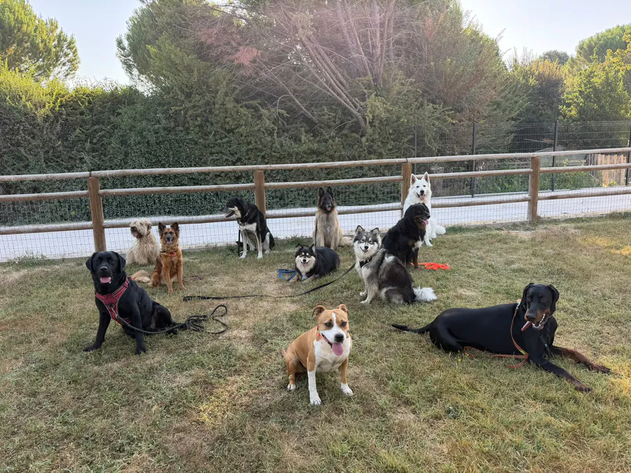 Une dizaine de chiens de races variées, assis ou couchés calmement sur l’herbe d’un terrain clôturé, lors d’une séance en groupe