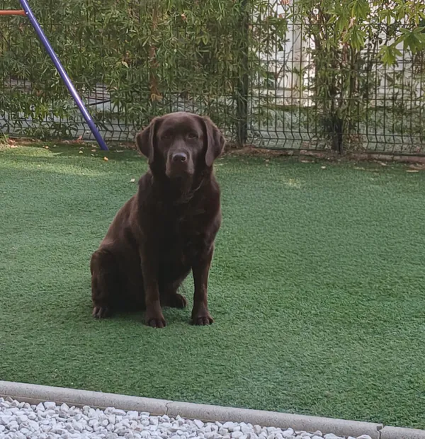 Hot, Labrador chocolat, assise calmement sur la pelouse d’un jardin