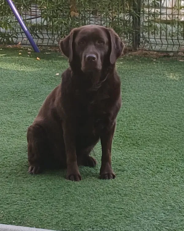 Hot, la Labrador chocolat de Lucie, assise sur la pelouse et attentive