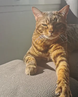 Niagara, la chatte Bengal de Lucie, allongée au soleil